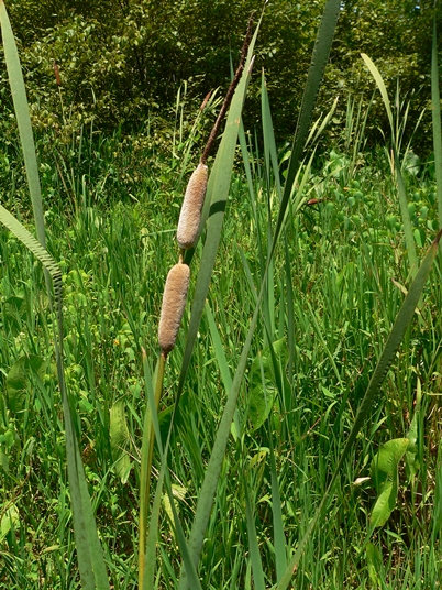 {Typha latifolia}